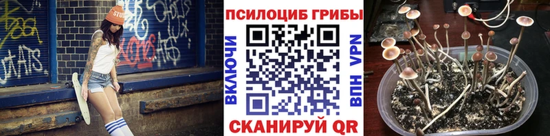 купить   Сорочинск  Галлюциногенные грибы мицелий 